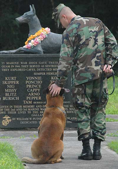 are service dogs always working