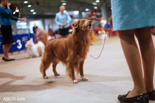 Durham_KennelClub_DogShow_090509_001