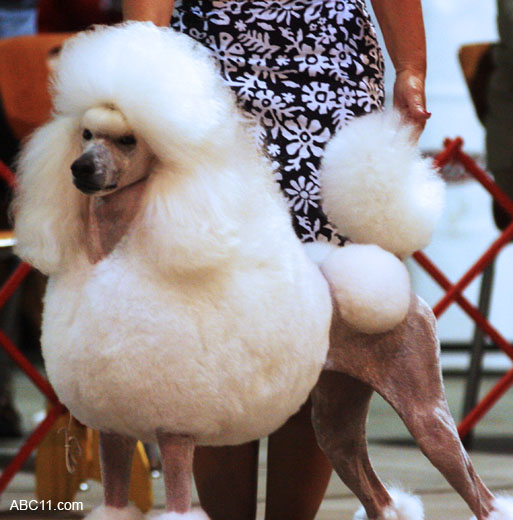 Durham_KennelClub_DogShow_090509_003