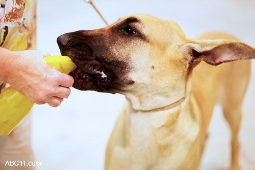 Durham_KennelClub_DogShow_090509_006