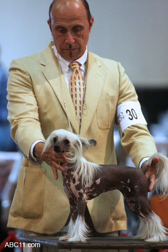 Durham_KennelClub_DogShow_090509_008
