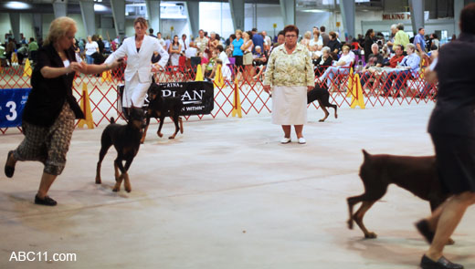 Durham_KennelClub_DogShow_090509_009
