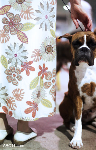 Durham_KennelClub_DogShow_090509_011