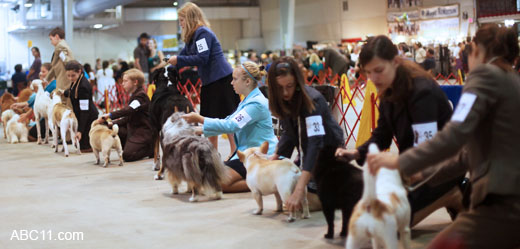 Durham_KennelClub_DogShow_090509_012
