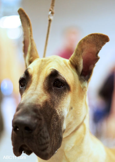 Durham_KennelClub_DogShow_090509_014