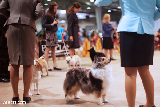 Durham_KennelClub_DogShow_090509_016