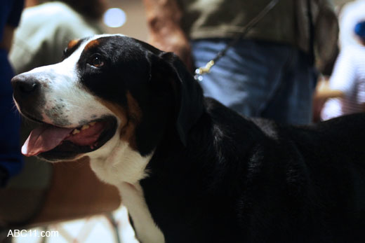 Durham_KennelClub_DogShow_090509_017