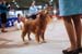 Durham_KennelClub_DogShow_090509_001