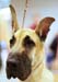 Durham_KennelClub_DogShow_090509_014