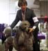 Durham_KennelClub_DogShow_090509_015