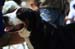 Durham_KennelClub_DogShow_090509_017
