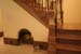 Parade_of_Homes_185