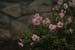 Parade_of_Homes_208