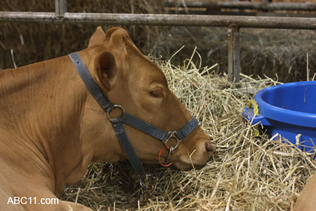 NC_State_Fair_094