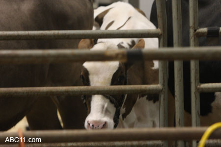NC_State_Fair_098