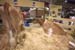 NC_State_Fair_047