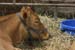 NC_State_Fair_094