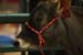 NC_State_Fair_099